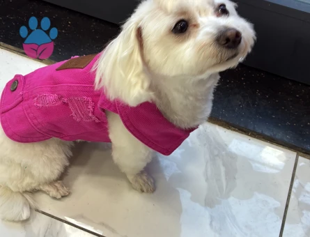 Maltese Terrier Kızıma eş arıyorum