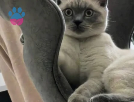 British Shorthair Oğlumuza eş arıyoruz