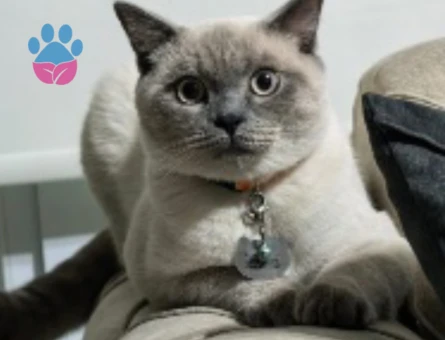 British Shorthair Oğlumuza eş arıyoruz