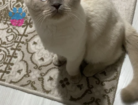 Scottish Fold 1 Yaşında Eş Arıyor