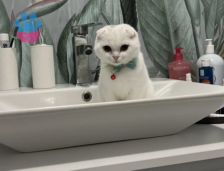 Scottish Fold Erkek Kedim Kızgınlıkta