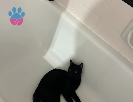 Tekir Kedime eş arıyorum