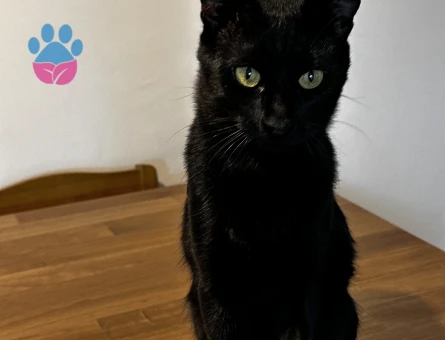 Tekir Kedime eş arıyorum