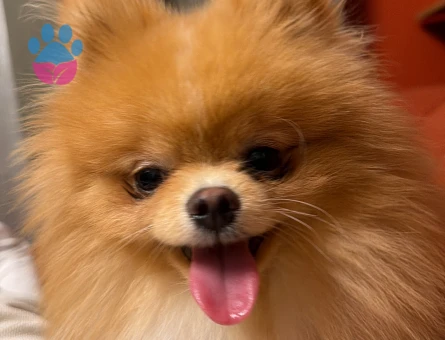 1 Yaşında Poomeranian Boo Oğlum Eş Arıyor