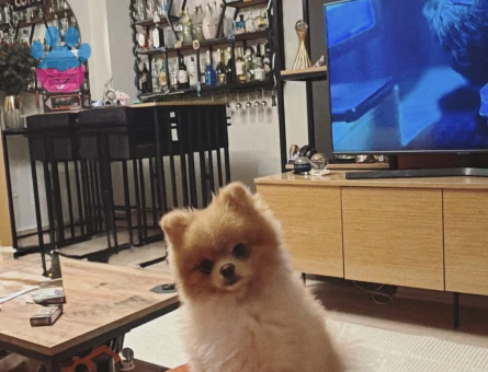 1 Yaşında Poomeranian Boo Oğlum Eş Arıyor