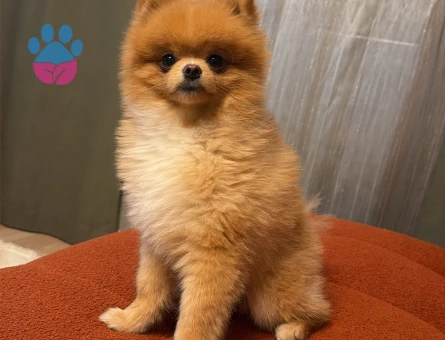 1 Yaşında Poomeranian Boo Oğlum Eş Arıyor