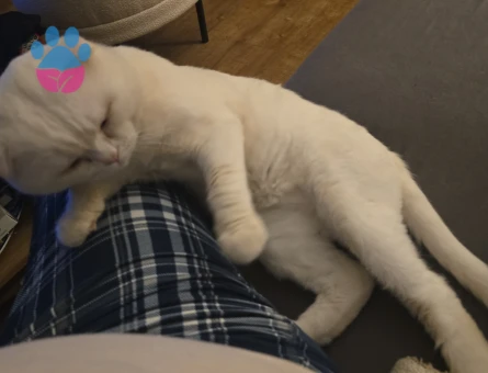 Scottish Straight Disi ariyorum