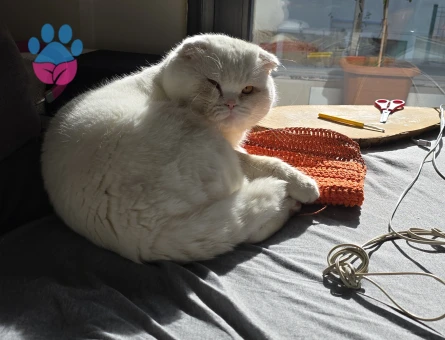 Scottish Straight Disi ariyorum