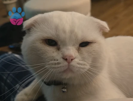 Scottish Straight Disi ariyorum