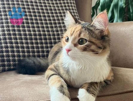 Tekir Dişi kedime eş arıyorum