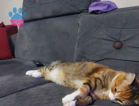 Tekir Dişi kedime eş arıyorum