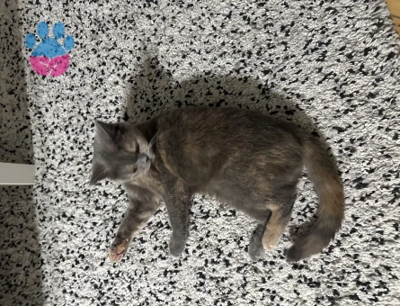 British Shorthair Safiş Eş Arıyor