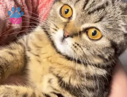 7 Aylık British Shorthair Dişi