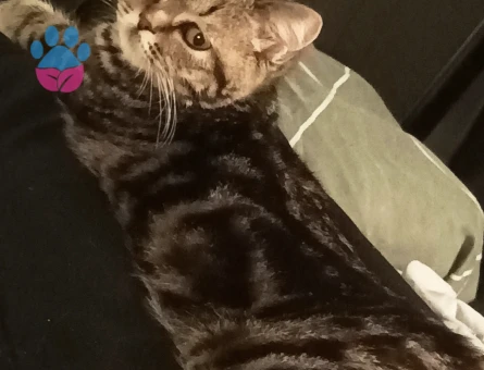 7 Aylık British Shorthair Dişi