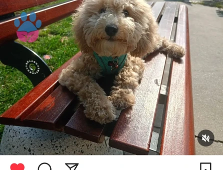 Toy Poodle Karşıyakalı Oscar'a Eş Arıyoruz