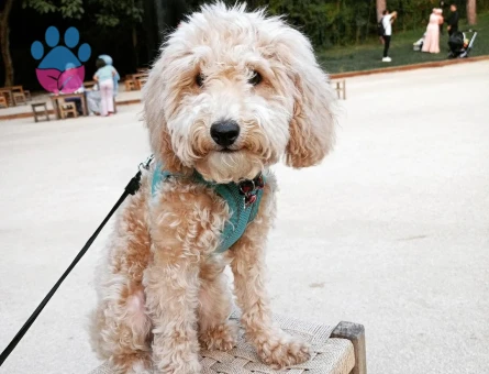 Toy Poodle Karşıyakalı Oscar'a Eş Arıyoruz