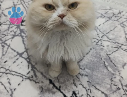 British erkek kedim için eş arıyorum