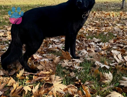 Dişi belçika kurdu arıyoruz