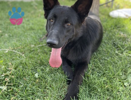 Dişi belçika kurdu arıyoruz