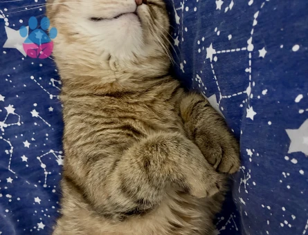 Balıma erkek eş arıyoruz