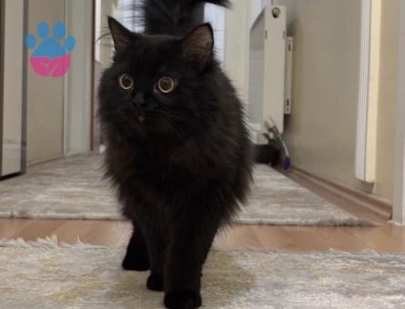 Gecelerin maskeli belası osimhen eş arıyor