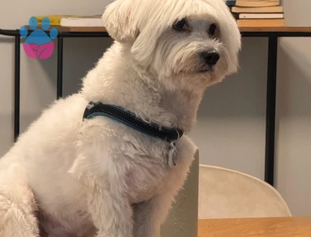 Maltese terrier oğluma eş arıyorum