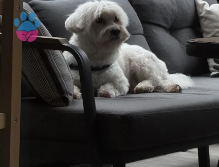 Maltese terrier oğluma eş arıyorum