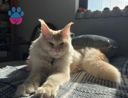 Oğlumuza eş arıyoruz