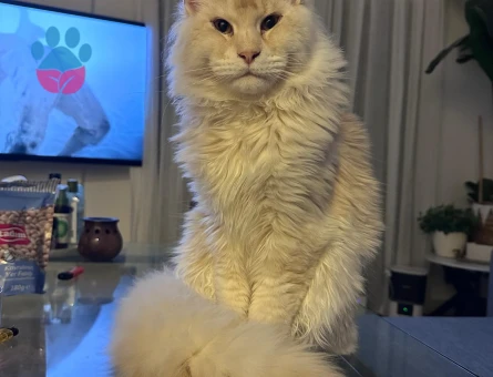 Oğlumuza eş arıyoruz