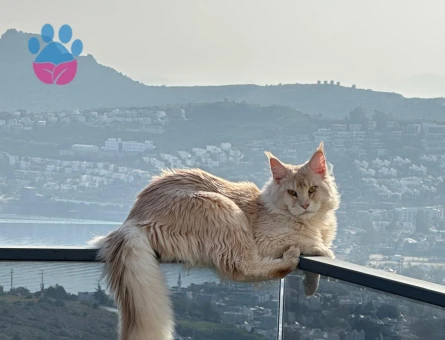 Oğlumuza eş arıyoruz