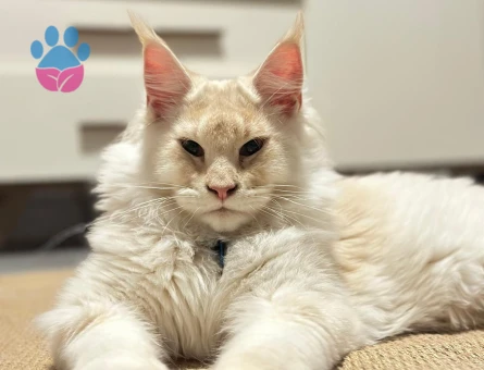 Oğlumuza eş arıyoruz