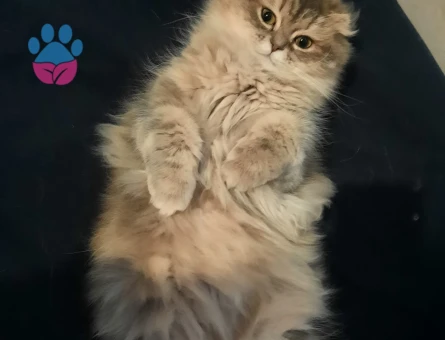 Chinchilla Dişi Kedi İçin Çiftleşme İlanı