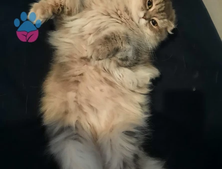 Chinchilla Dişi Kedi İçin Çiftleşme İlanı