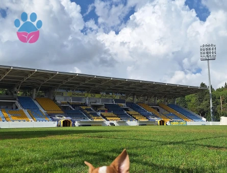 Chihuahua çiftleştirme