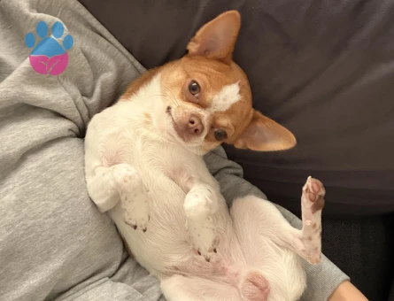 Chihuahua çiftleştirme