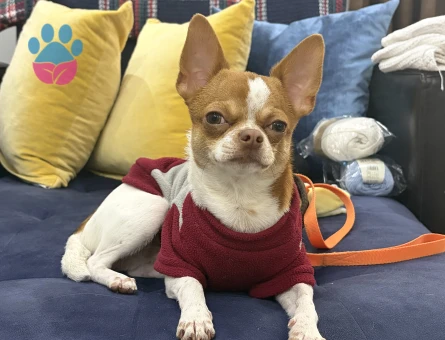 Chihuahua çiftleştirme