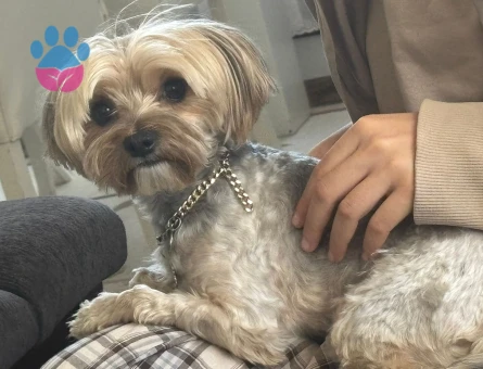 Yorkshire Terrier 2 Yaşında Eş Arıyoruz