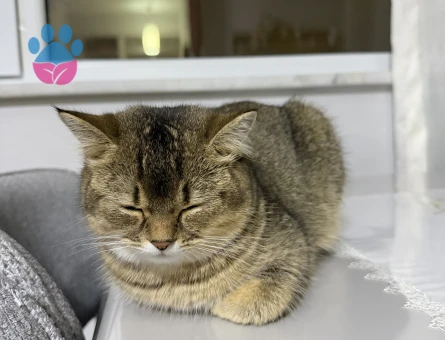 British Shorthair Kedim Eş arıyor