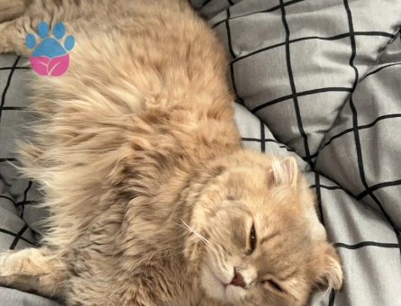 Scottish Straight Kedime Eş arıyorum