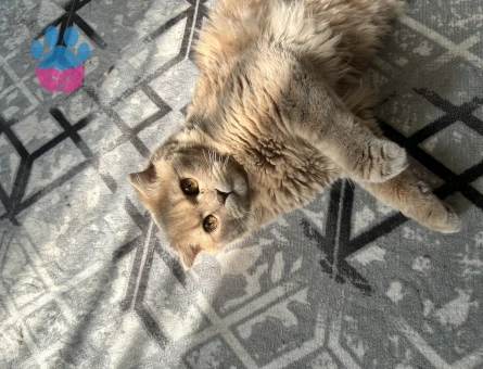 Scottish Straight Kedime Eş arıyorum