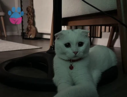 Güzel Kızıma Eş Arıyorum