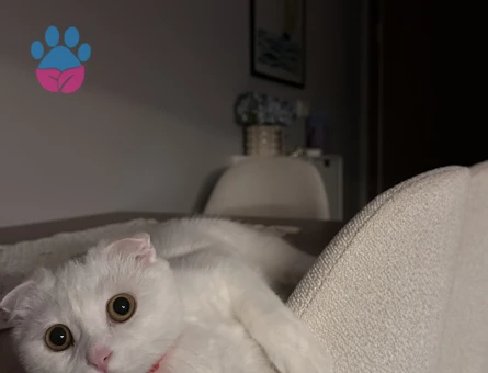 Güzel Kızıma Eş Arıyorum