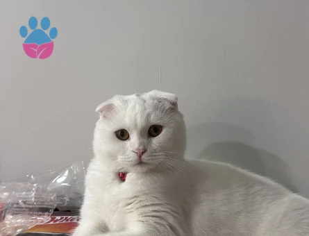 Güzel Kızıma Eş Arıyorum