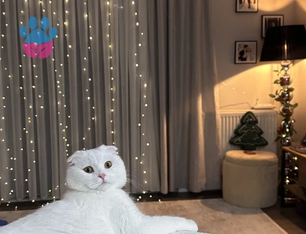 Güzel Kızıma Eş Arıyorum