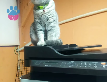 British Shorthair 1 Yaşında EŞ Arıyor