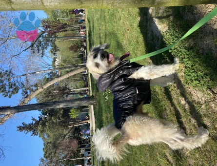 Maltese Terrier 1 Yaşında Eş Arıyor