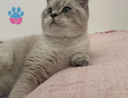 British Shorthair Erkek Kedime Eş Arıyorum