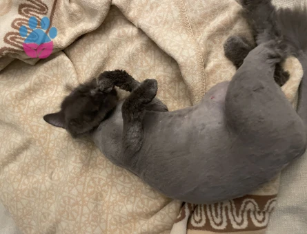 British longhair Kızımıza çiftleşecek aday arıyoruz