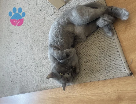 British longhair Kızımıza çiftleşecek aday arıyoruz