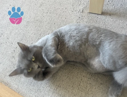 British longhair Kızımıza çiftleşecek aday arıyoruz